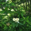 Sweetbay (Magnolia Virginiana) 5 seeds
