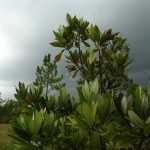Sweetbay (Magnolia Virginiana) 5 seeds