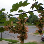 Sycamore Maple (Acer Pseudoplatanus) 7 seeds
