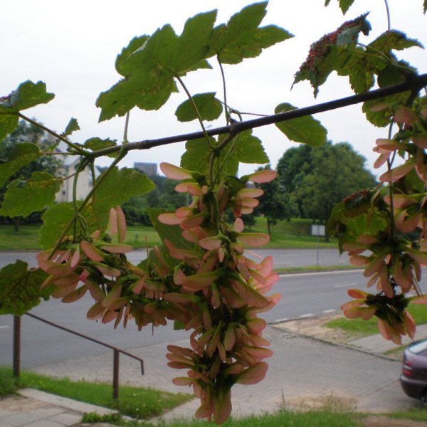 Sycamore Maple Acer Pseudoplatanus 7 Seeds