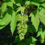 Sycamore Maple (Acer Pseudoplatanus) 7 seeds