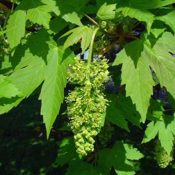 20 SYCAMORE MAPLE SEEDS Acer pseudoplatanus 