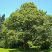 Sycamore Maple (Acer Pseudoplatanus) 7 seeds