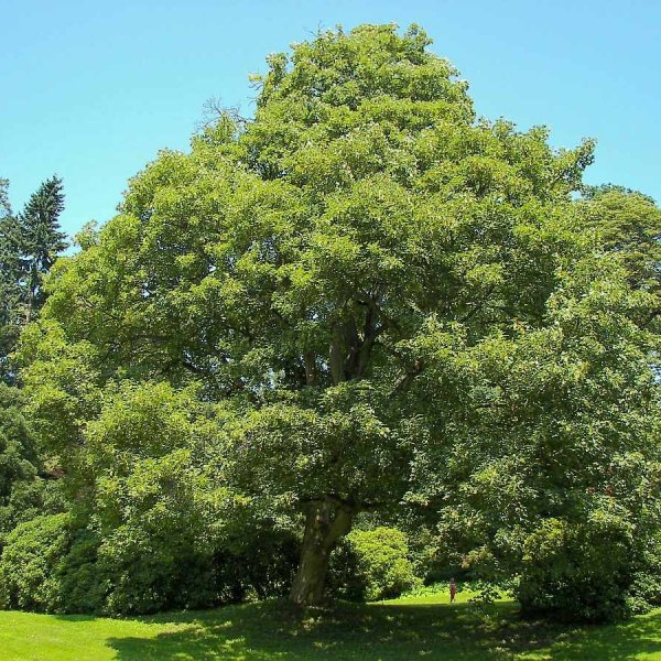 Sycamore Maple Acer Pseudoplatanus 7 Seeds