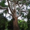 Sydney Blue Gum (Eucalyptus Saligna) 100 seeds