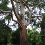 Sydney Blue Gum (Eucalyptus Saligna) 300 seeds