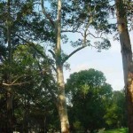 Sydney Blue Gum (Eucalyptus Saligna) 300 seeds