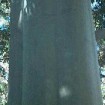 Sydney Blue Gum (Eucalyptus Saligna) 200 seeds