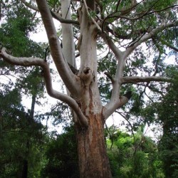 Sydney Blue Gum (Eucalyptus Saligna) 200 seeds