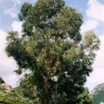 Tasmanian Blue Gum (Eucalyptus Globulus) 30 seeds