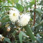 Tasmanian Blue Gum (Eucalyptus Globulus) 100 seeds