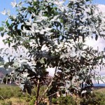 Tasmanian Blue Gum (Eucalyptus Globulus) 100 seeds