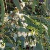 Tasmanian Blue Gum (Eucalyptus Globulus) 50 seeds