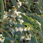 Tasmanian Blue Gum (Eucalyptus Globulus) 200 seeds