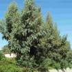 Tasmanian Blue Gum (Eucalyptus Globulus) 50 seeds