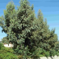 Tasmanian Blue Gum (Eucalyptus Globulus) 50 seeds