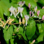 Tatarian Honeysuckle (Lonicera Tatarica) 7 seeds