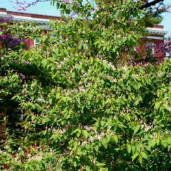 Tatarian Honeysuckle (Lonicera Tatarica) 7 seeds