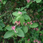 Tatarian Honeysuckle (Lonicera Tatarica) 20 seeds