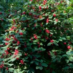 Tatarian Honeysuckle (Lonicera Tatarica) 7 seeds