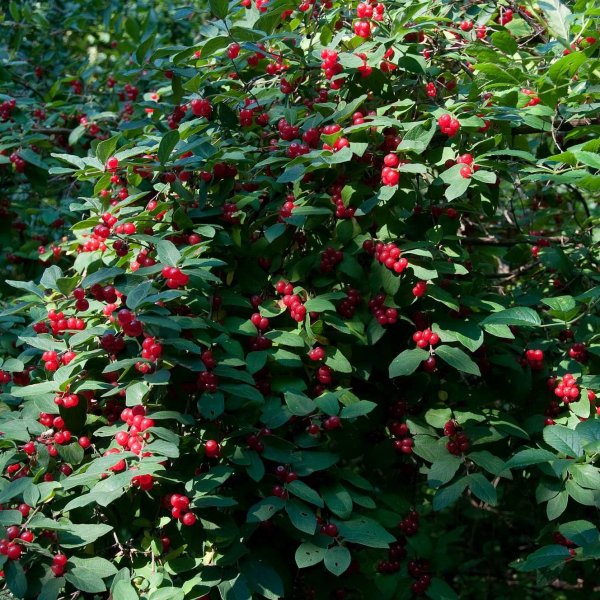 Buy Tatarian Honeysuckle (Lonicera Tatarica) 20+ seeds online :: Seeds ...