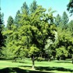 Tatarian Maple (Acer Tataricum) 60 seeds