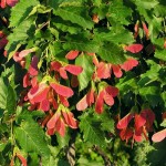 Tatarian Maple (Acer Tataricum) 5 seeds