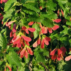 Tatarian Maple (Acer Tataricum) 60 seeds