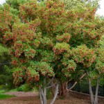 Tatarian Maple (Acer Tataricum) 5 seeds
