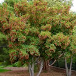 Tatarian Maple (Acer Tataricum) 20 seeds