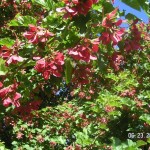 Tatarian Maple (Acer Tataricum) 20 seeds