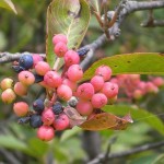 Tea Berry / Withe Rod (Viburnum Cassinoides) 10 seeds
