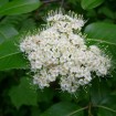 Tea Berry / Withe Rod (Viburnum Cassinoides) 10+ seeds