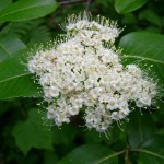 Tea Berry / Withe Rod (Viburnum Cassinoides) 20 seeds