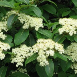 Tea Berry / Withe Rod (Viburnum Cassinoides) 10 seeds