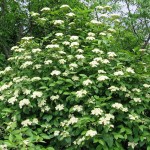 Tea Berry / Withe Rod (Viburnum Cassinoides) 10 seeds