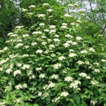 Tea Berry / Withe Rod (Viburnum Cassinoides) 10 seeds