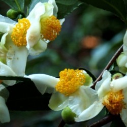 Tea Camellia (Camellia Sinensis) 10 seeds