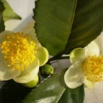 Tea Camellia (Camellia Sinensis) 2 seeds