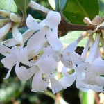 Tea Olive (Osmanthus Fragrans) 30 seeds