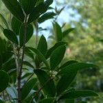 Tea Olive (Osmanthus Fragrans) 30 seeds