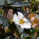 Tea-oil Camellia (Camellia Oleifera) 5 seeds
