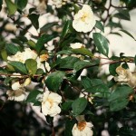 Tea-oil Camellia (Camellia Oleifera) 5 seeds