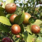 Tea-oil Camellia (Camellia Oleifera) 5 seeds