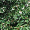 Tea-oil Camellia (Camellia Oleifera) 5 seeds