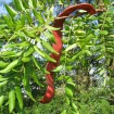 Thornless Honeylocust (Gleditsia Triacanthos Inermis) 10 seeds