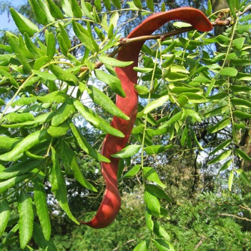 Thornless Honeylocust (Gleditsia Triacanthos Inermis) 10 seeds