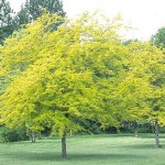 Thornless Honeylocust (Gleditsia Triacanthos) 5 seeds