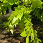 Thornless Honeylocust (Gleditsia Triacanthos Inermis) 10 seeds