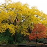 Thornless Honeylocust (Gleditsia Triacanthos) 5 seeds